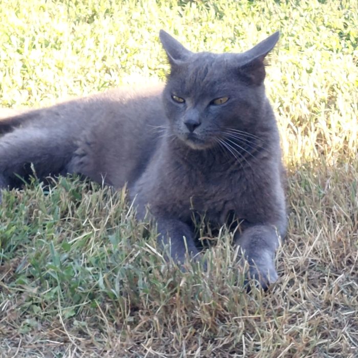 Gatti maschi 3 anni testati e buonissimi