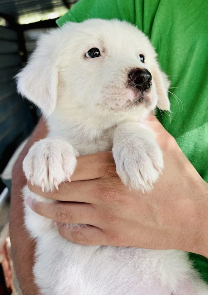 Cucciole tre mesi cercano famiglia - media 4