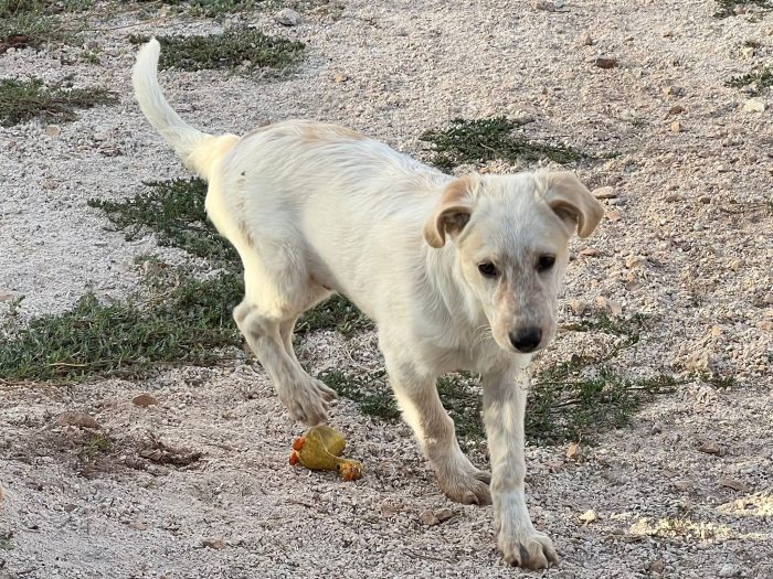 Brio, una carica di super allegria! 🐾