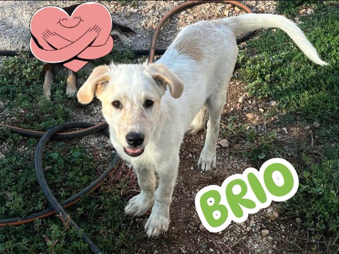 Brio, una carica di super allegria! 🐾