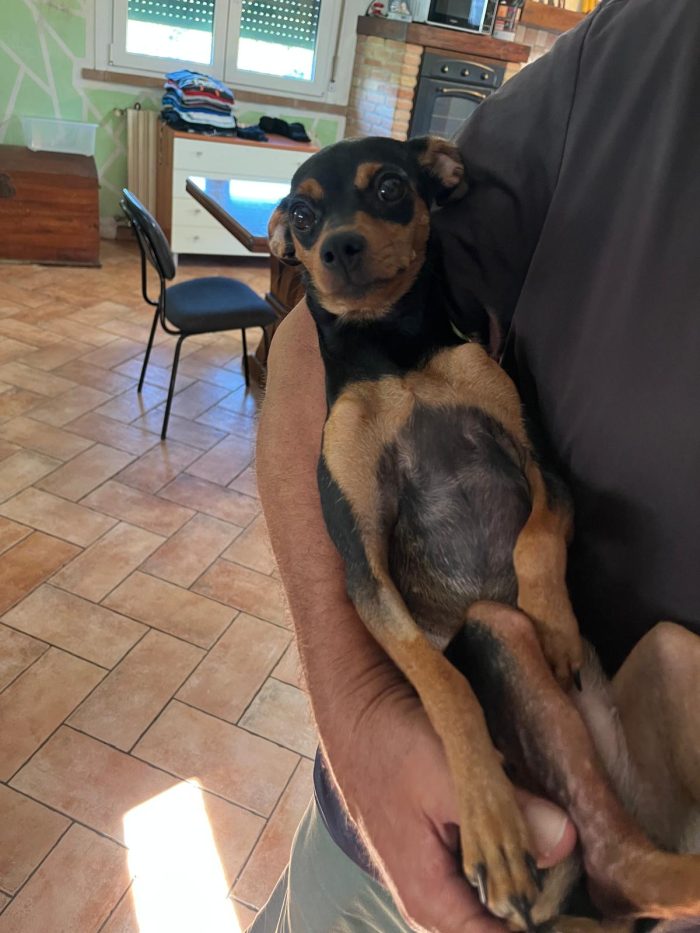 Stella cerca una nuova famiglia