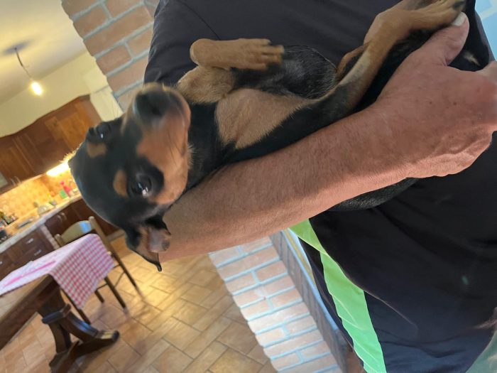 Stella cerca una nuova famiglia - media 7