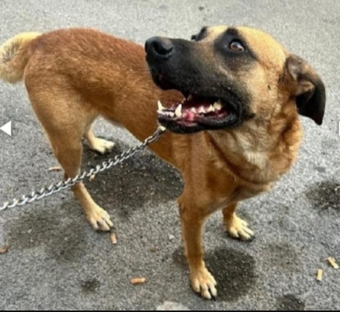 Maschio circa 3anni recuperato a 2mesi nessuno lo considera.AGRIGENTO