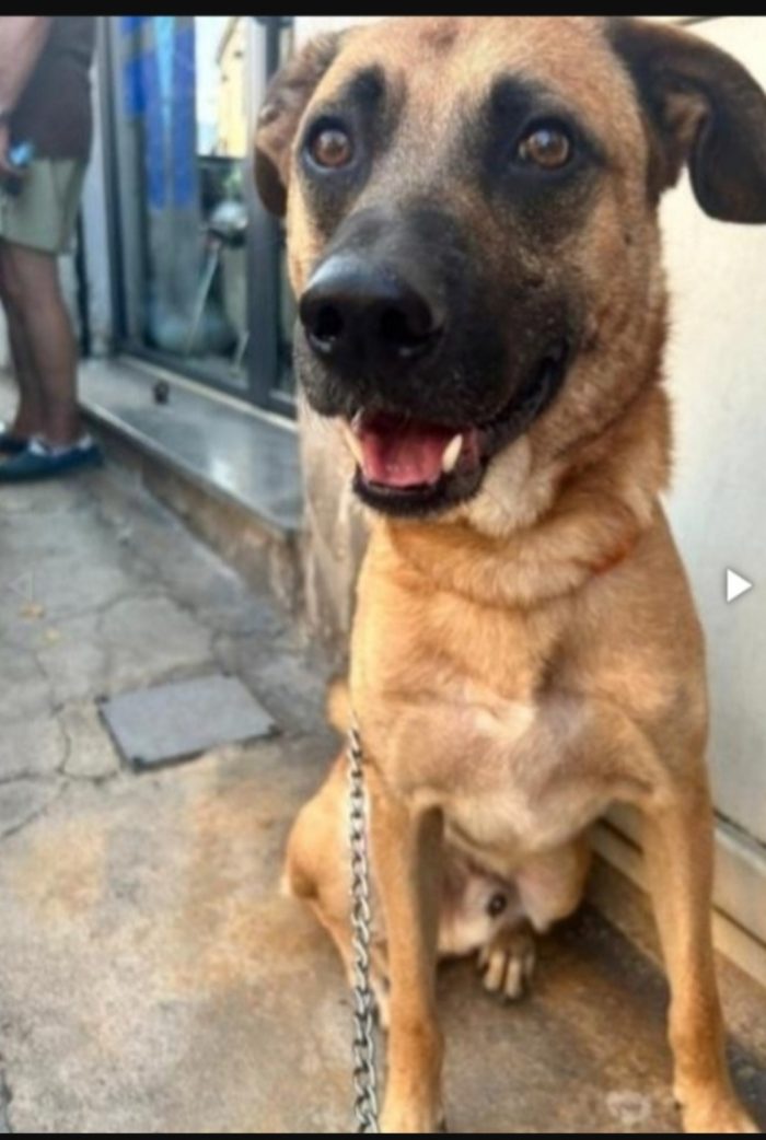 Maschio circa 3anni recuperato a 2mesi nessuno lo considera.AGRIGENTO