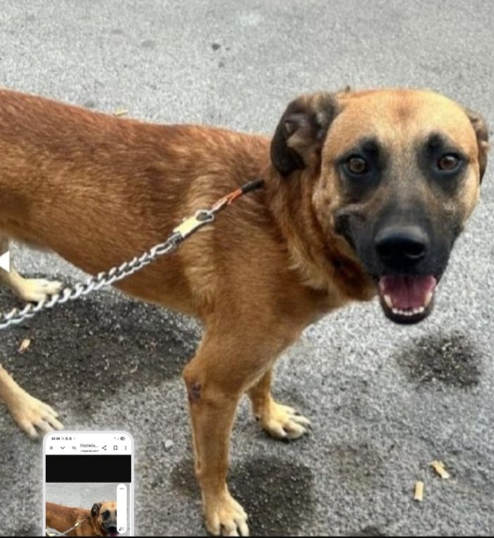 Maschio circa 3anni recuperato a 2mesi nessuno lo considera.AGRIGENTO