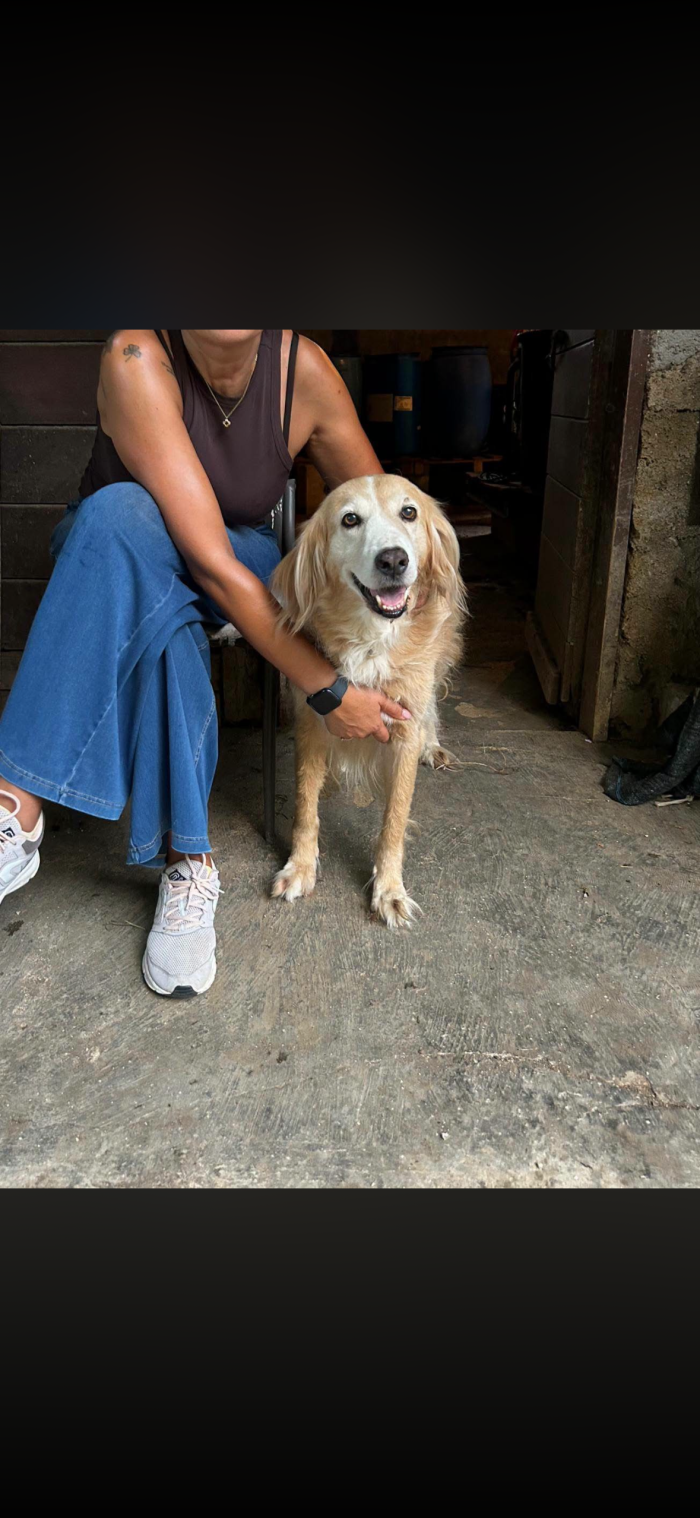 luna la golden retriever fake