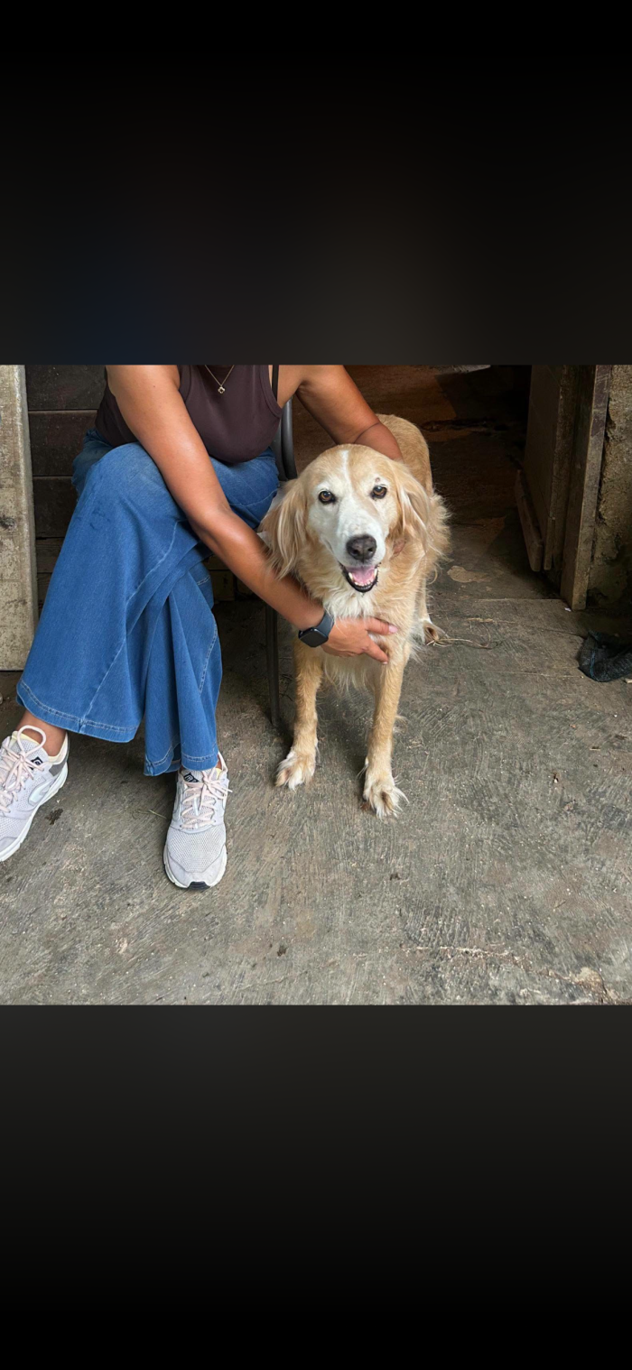 luna la golden retriever fake
