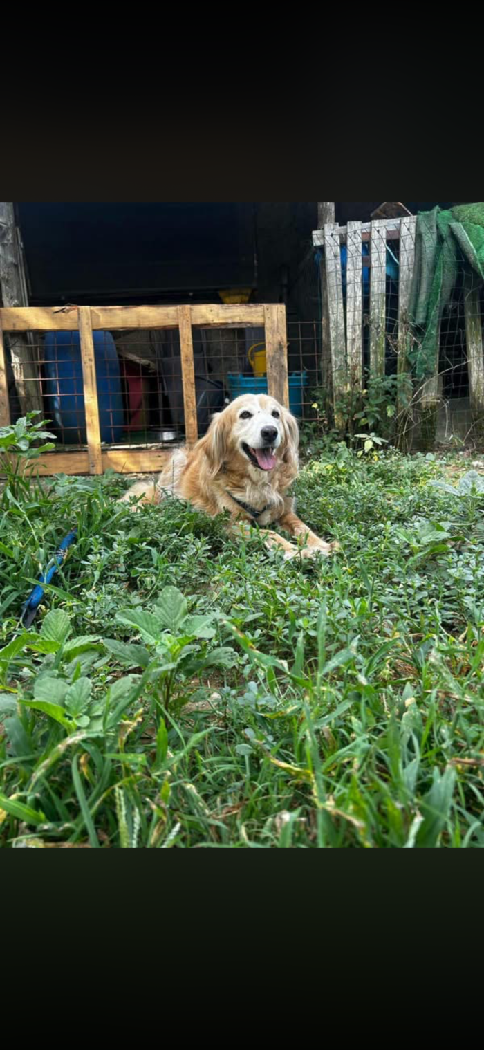 luna la golden retriever fake