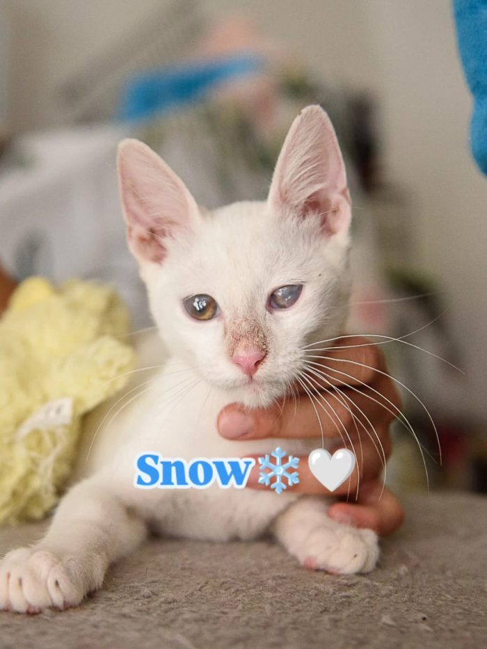 SNOW, piccolo angelo bianco