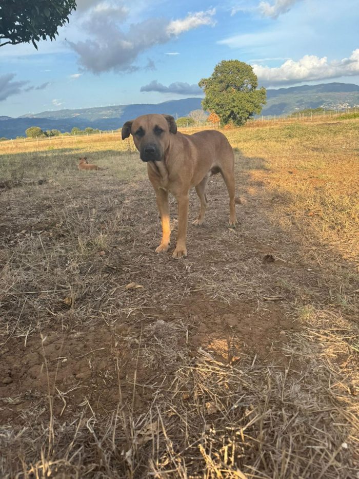 Lido splendido cucciolotto cerca casa