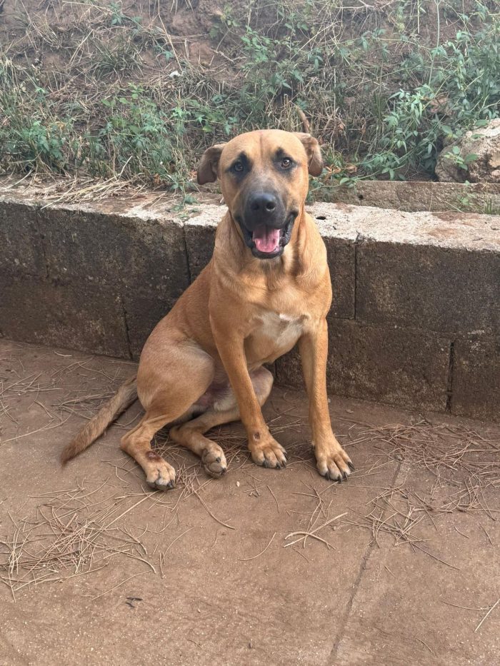 Lido splendido cucciolotto cerca casa