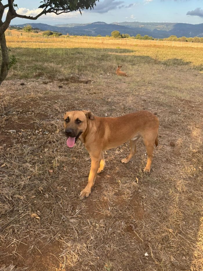 Lido splendido cucciolotto cerca casa