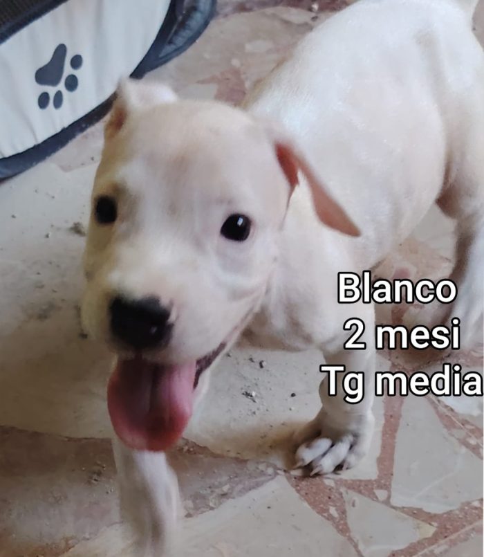 Cuccioli abbandonati: emergenza! - media 10