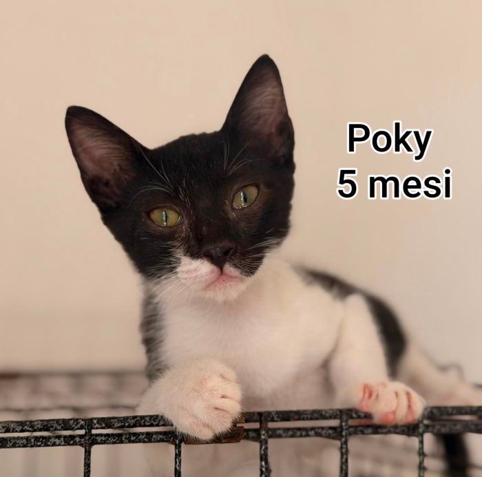 Micettini bisognosi! - media 8