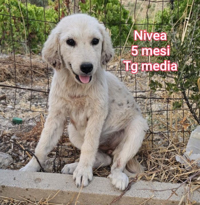 Cuccioli in cerca d'amore - media 6