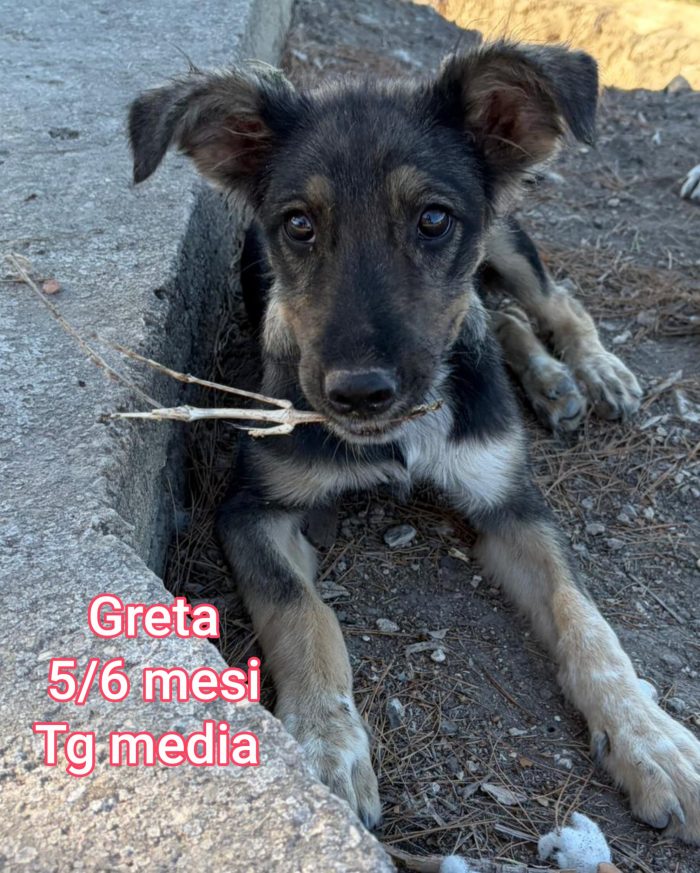 Cuccioli in cerca d'amore