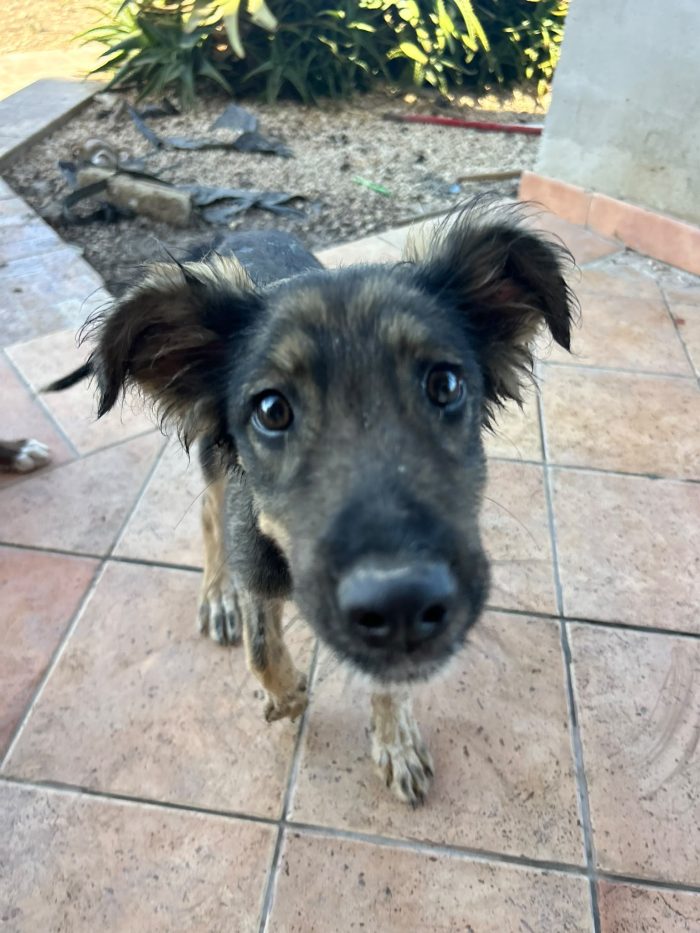 Greta cucciola esclusa da tutti