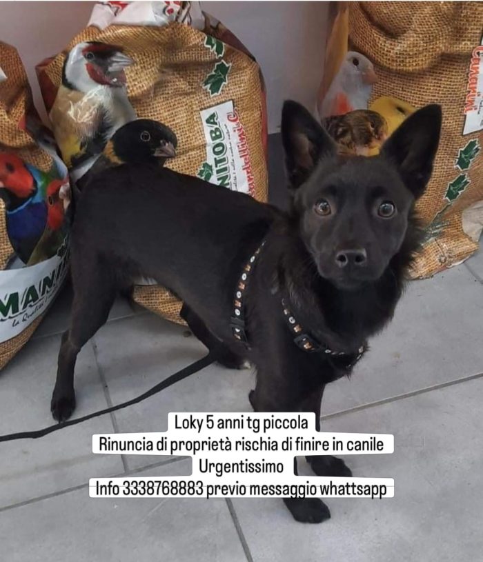 Loky urgentissimo rischia il canile se non viene ADOTTATO