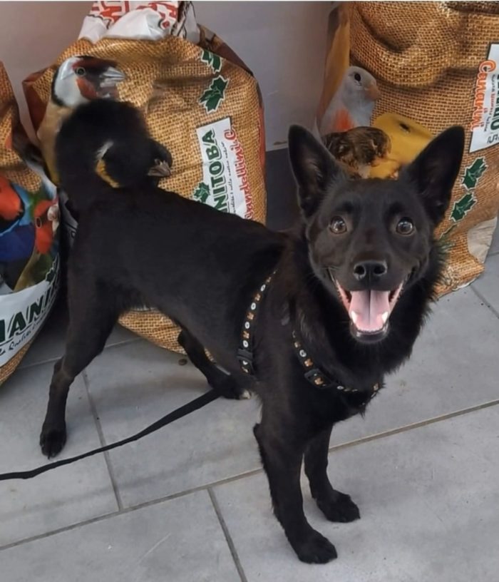 Loky urgentissimo rischia il canile se non viene ADOTTATO