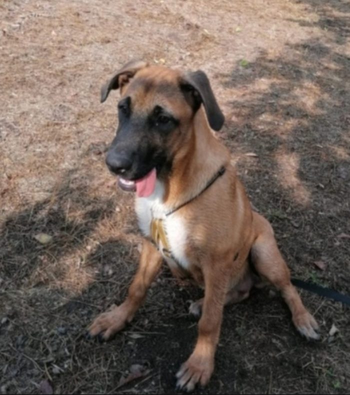 Gaia mix Malinois 3anni tutto il giorno sola..aspetta da sempre casa.NAPOLI