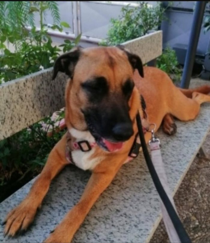 Gaia mix Malinois 3anni tutto il giorno sola..aspetta da sempre casa.NAPOLI - media 5
