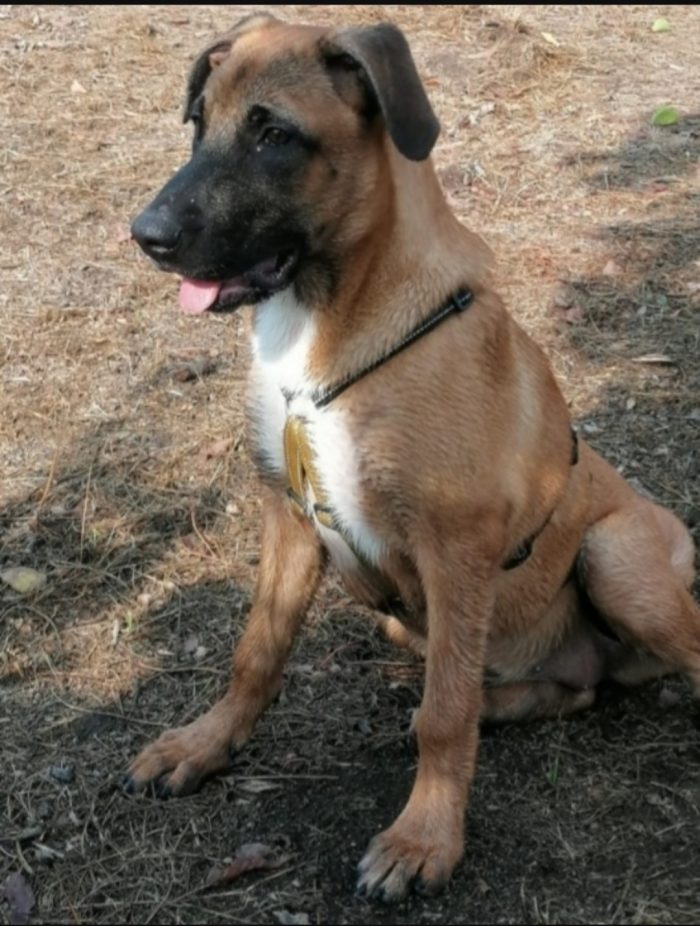 Gaia mix Malinois 3anni tutto il giorno sola..aspetta da sempre casa.NAPOLI