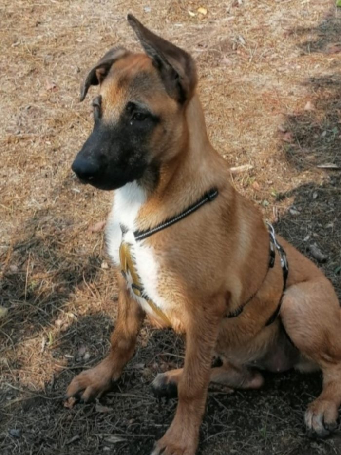 Gaia mix Malinois 3anni tutto il giorno sola..aspetta da sempre casa.NAPOLI