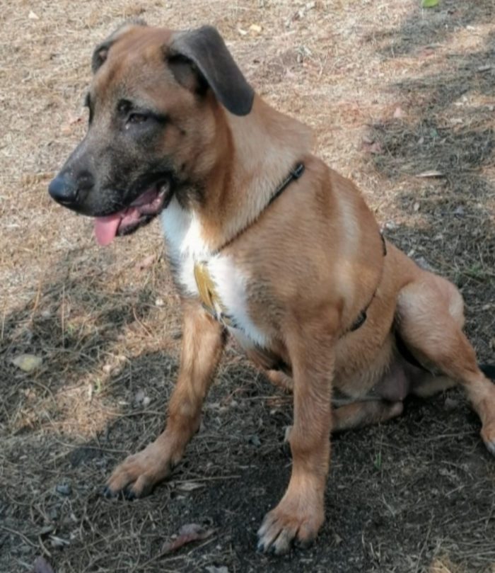 Gaia mix Malinois 3anni tutto il giorno sola..aspetta da sempre casa.NAPOLI - media 4