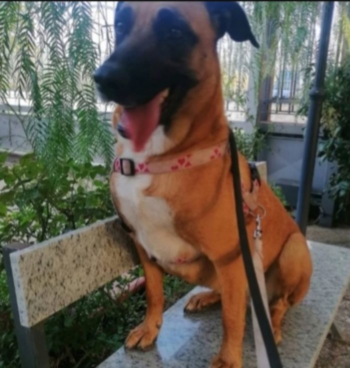 Gaia mix Malinois 3anni tutto il giorno sola..aspetta da sempre casa.NAPOLI - media 6