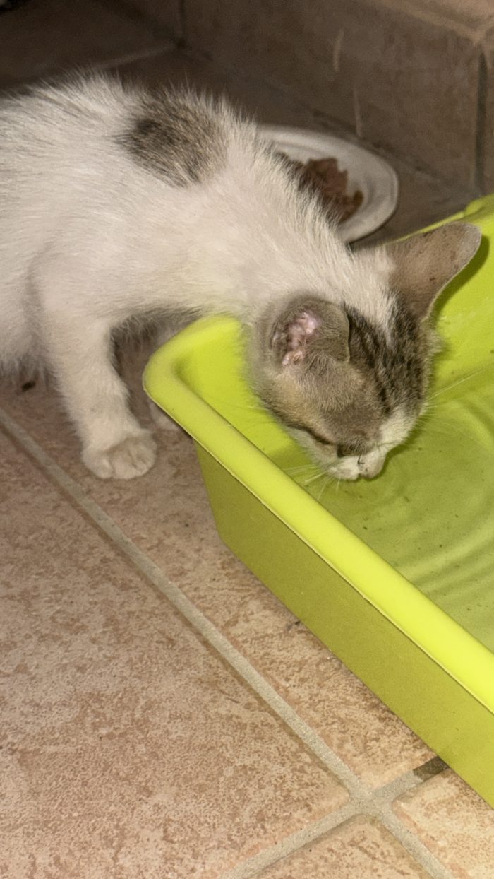 Gattino trovatello