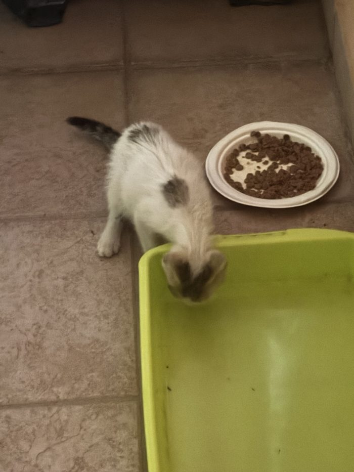Gattino trovatello