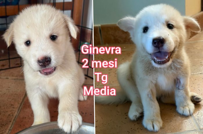Siamo sommerse dai cuccioli
