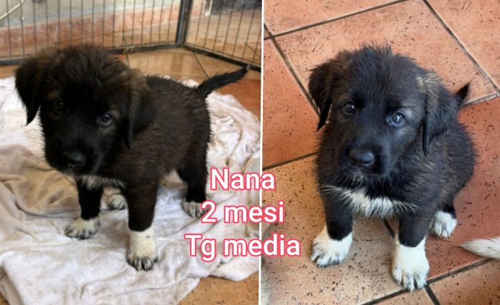 Siamo sommerse dai cuccioli