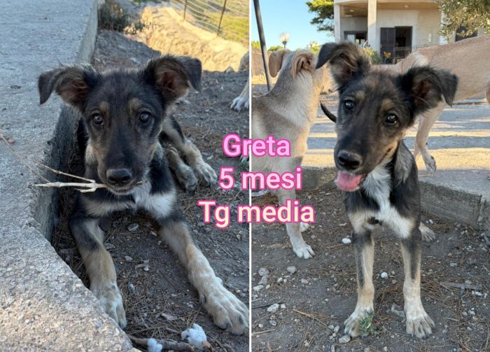 Siamo sommerse dai cuccioli - media 5