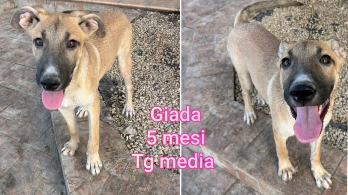 Siamo sommerse dai cuccioli - media 6