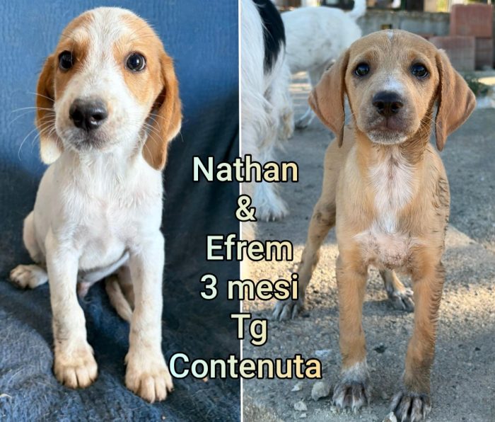 Cagnolini di taglia contenuta