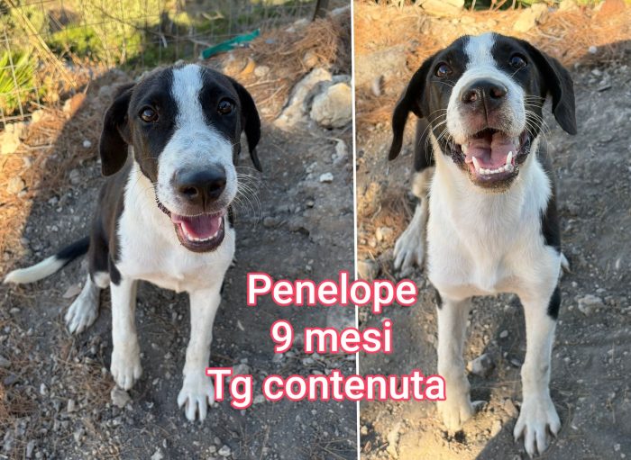 Cagnolini di taglia contenuta - media 9