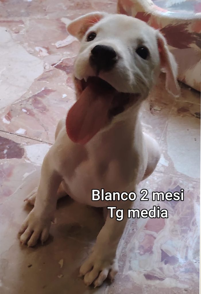 Cuccioli abbandonati! Urgente - media 10