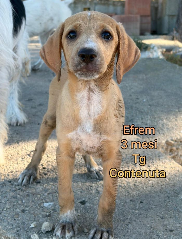 Tanti cani piccoli - media 6