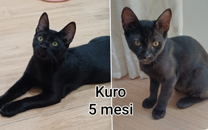 Adorabili gattini da salvare - media 6