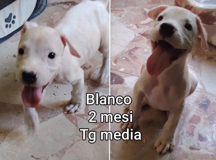 Teneri cuccioli dai 60 giorni