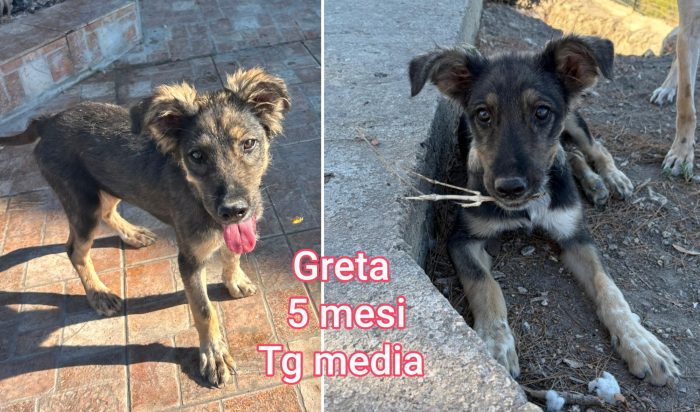 Teneri cuccioli dai 60 giorni - media 4