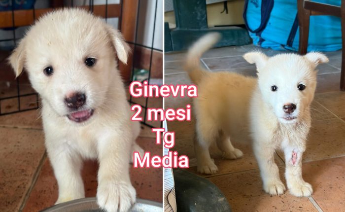 Teneri cuccioli dai 60 giorni