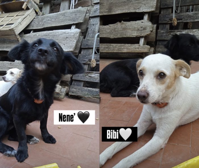 Nene’ e Bibi splendide cagnoline taglia piccola