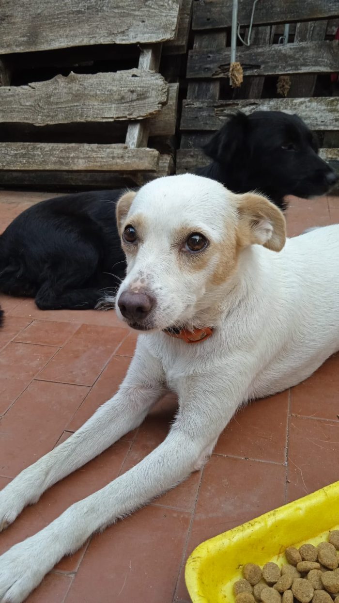 Nene’ e Bibi splendide cagnoline taglia piccola