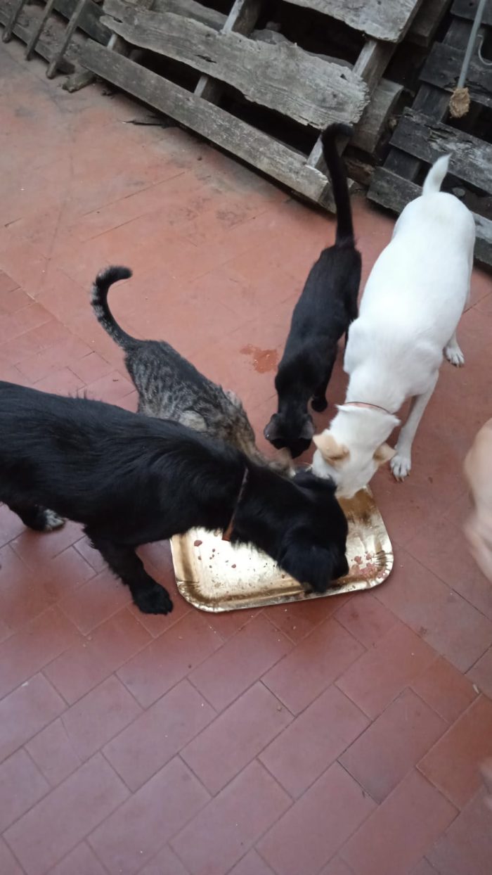 Nene’ e Bibi splendide cagnoline taglia piccola