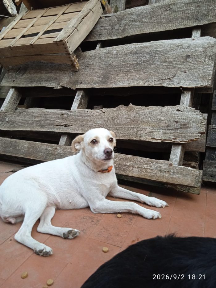 Nene’ e Bibi splendide cagnoline taglia piccola - media 6