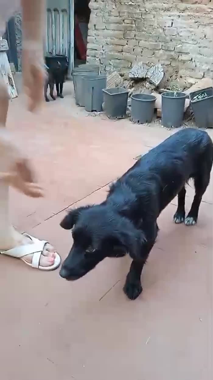 Nene’ e Bibi splendide cagnoline taglia piccola - media 7