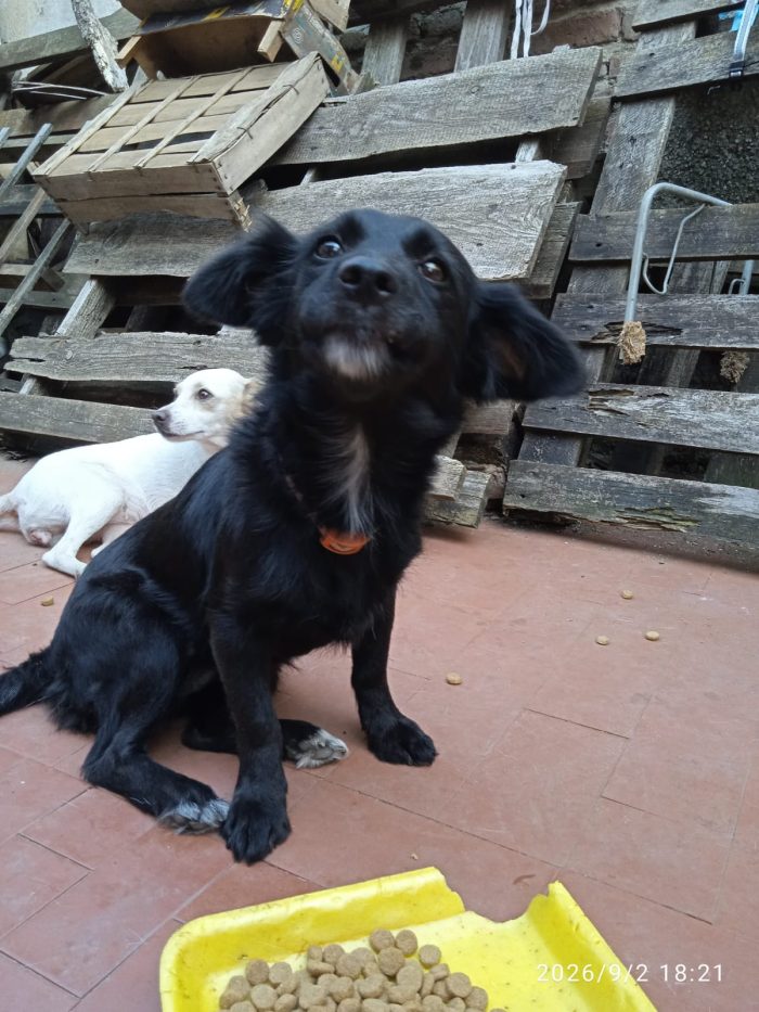 Nene’ e Bibi splendide cagnoline taglia piccola - media 5