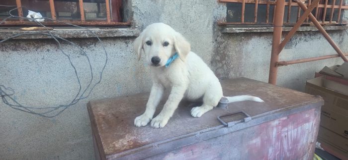 Jimmy splendido dolce cucciolo cerca casa
